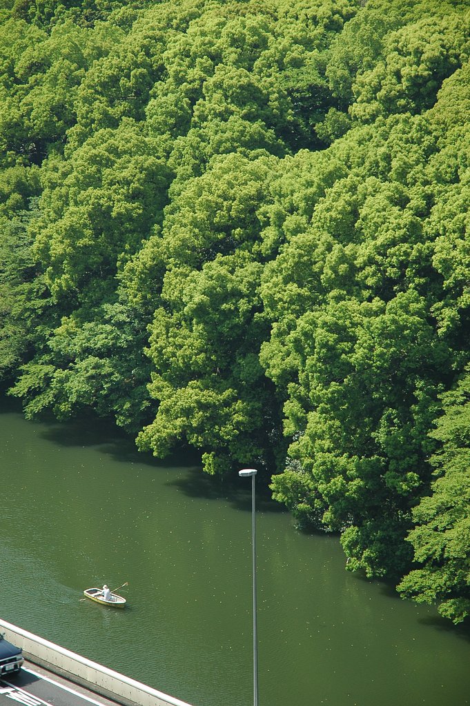 『緑』皇居の緑