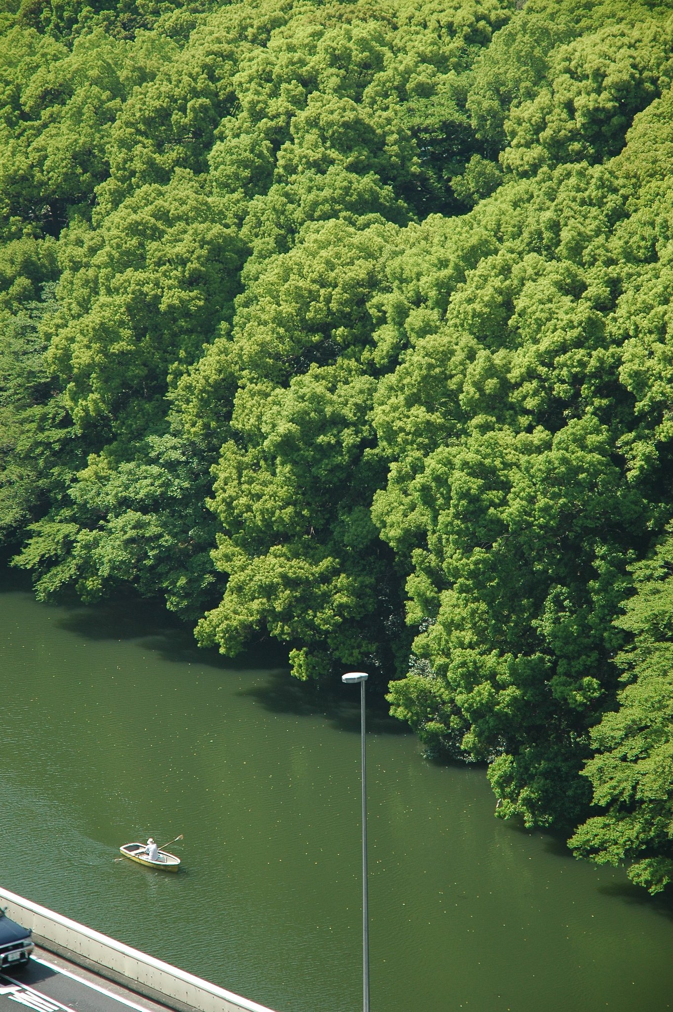 『緑』皇居の緑