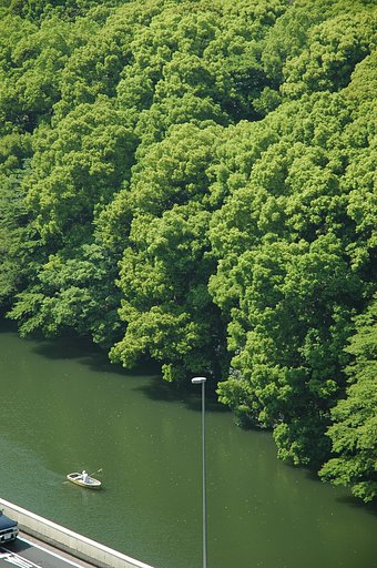 『緑』皇居の緑
