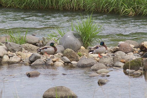 13日朝の蒲生川の風景です、マガモがノンビリと！