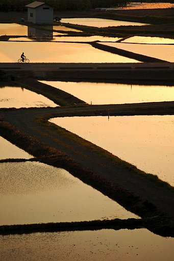 田植えのころ