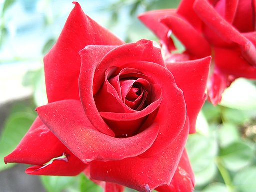 【植】紅い薔薇