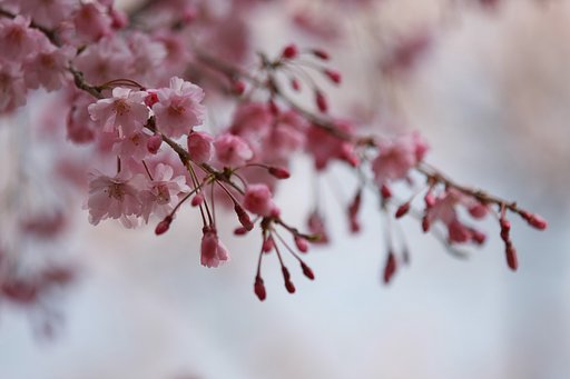 春爛漫