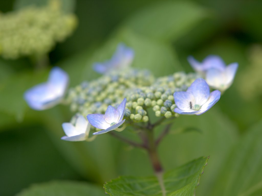 萼紫陽花