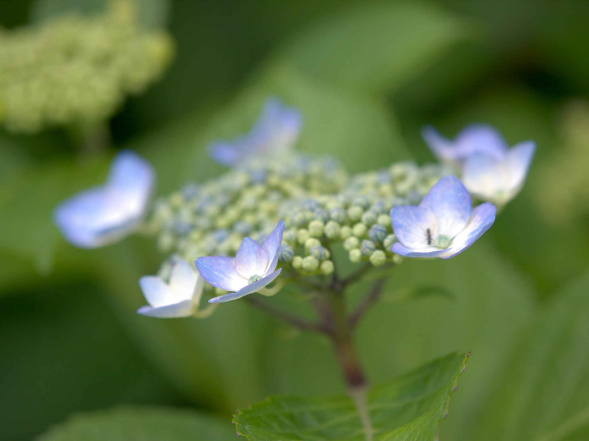 萼紫陽花