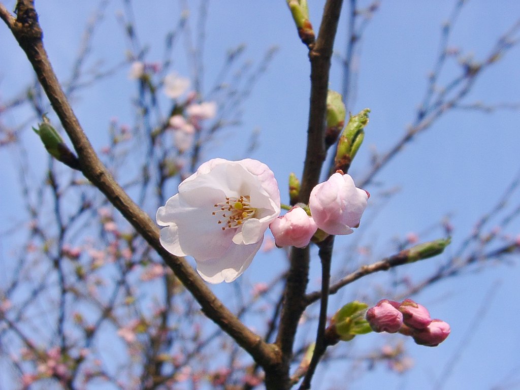 山陰の奥地にソメイヨシノが開花し始めた