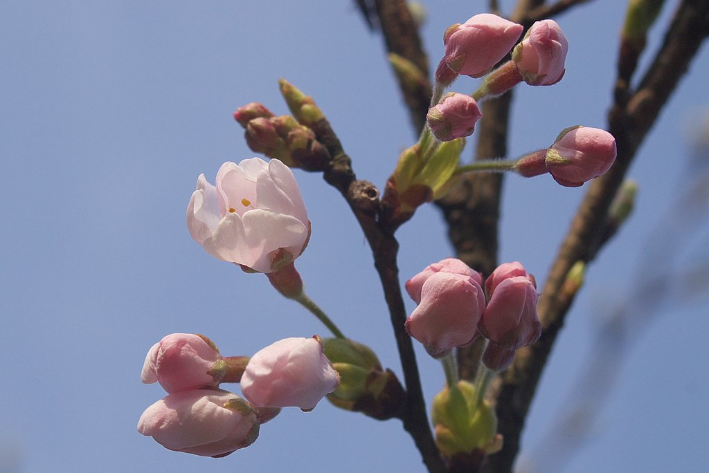 鳥取、兵庫県境の町にもソメイヨシノが・・