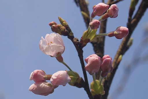鳥取、兵庫県境の町にもソメイヨシノが・・