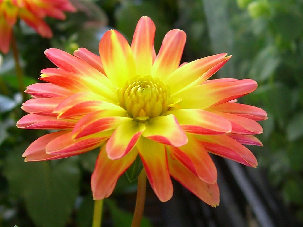 売り場の花-6