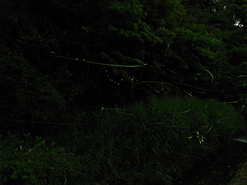 とりあえず蛍