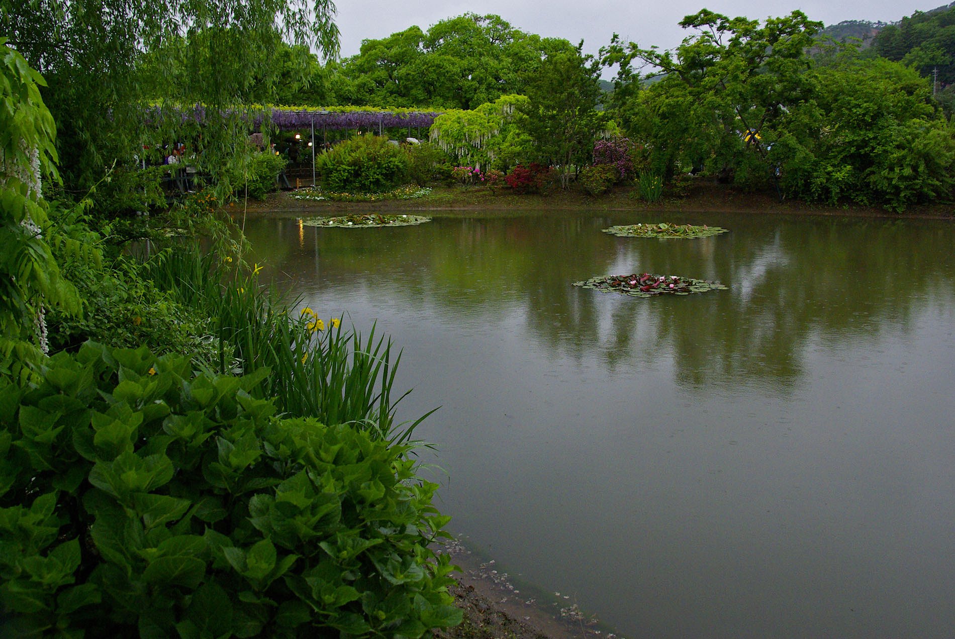 雨の庭園