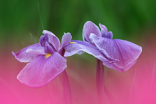 四季の花３