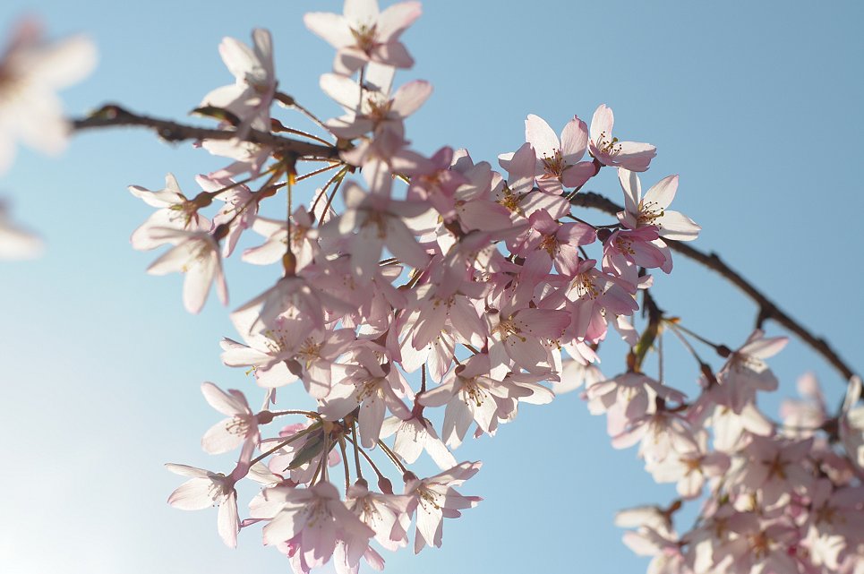 しだれ桜