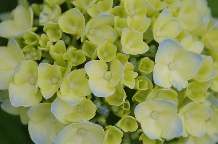あじさい