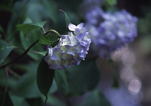 初夏の輝き