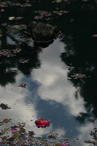 落花
