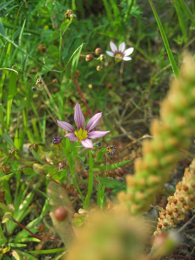 【植】野の草達
