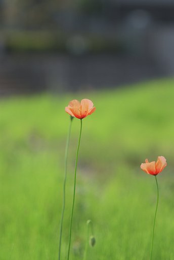 スギナの中にただ2本
