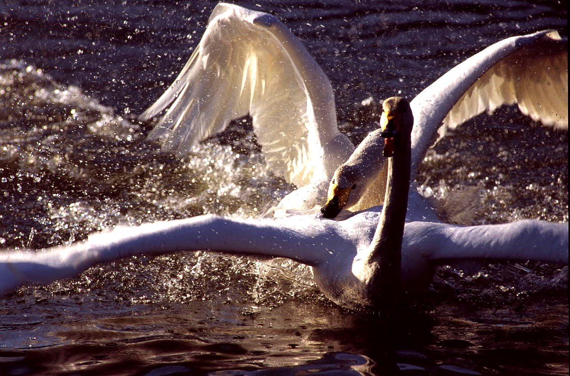 白鳥・真昼の決闘