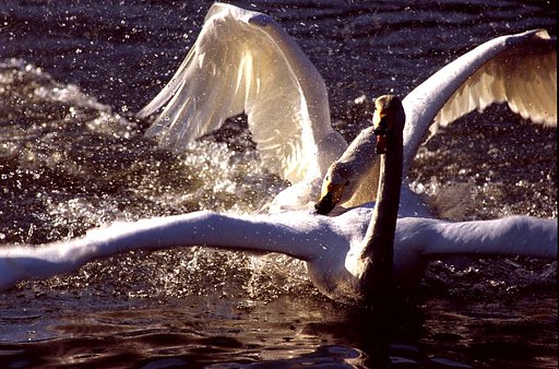 白鳥・真昼の決闘