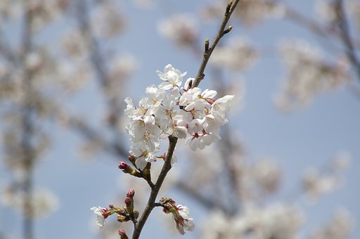 初めての桜
