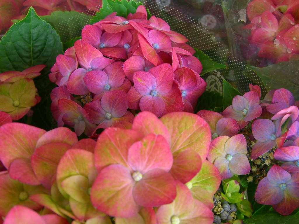 売り場の花-7　アジサイ
