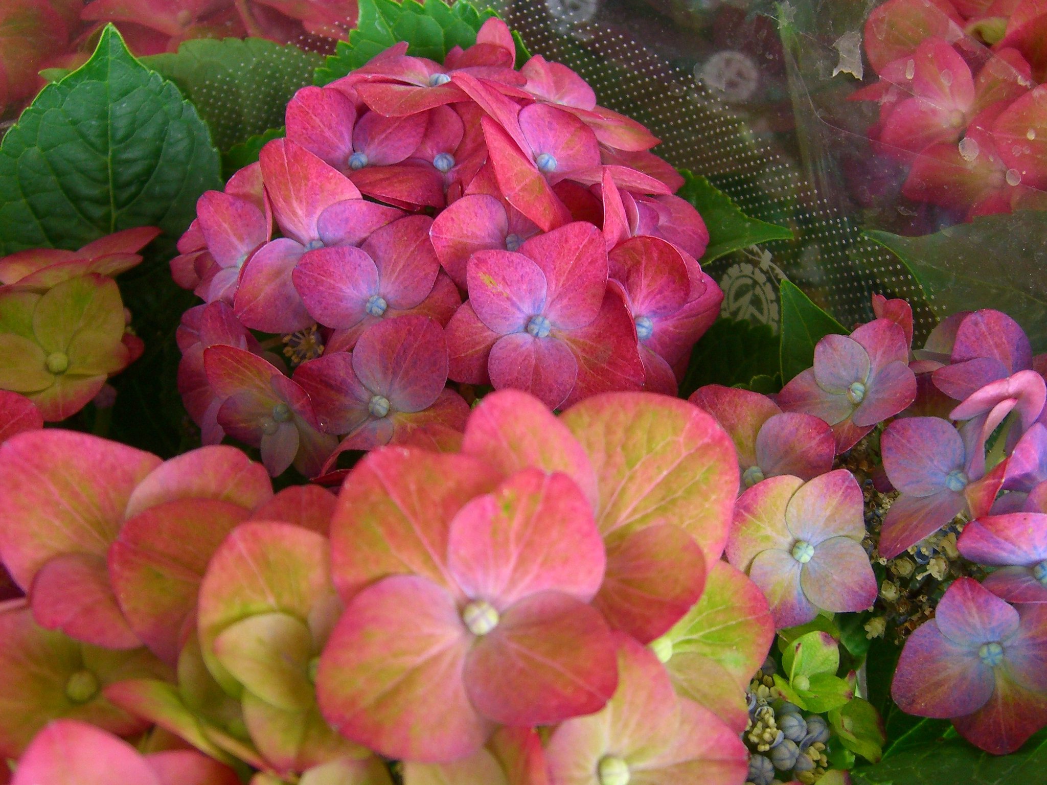 売り場の花-7　アジサイ