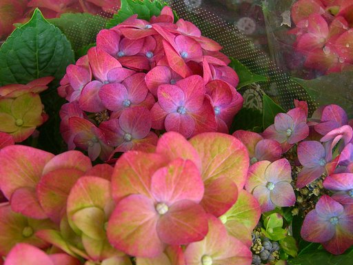 売り場の花-7　アジサイ