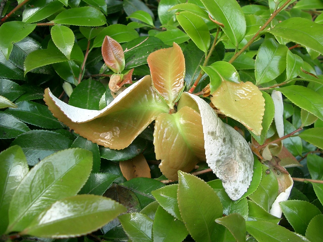 〜サツキの葉〜
