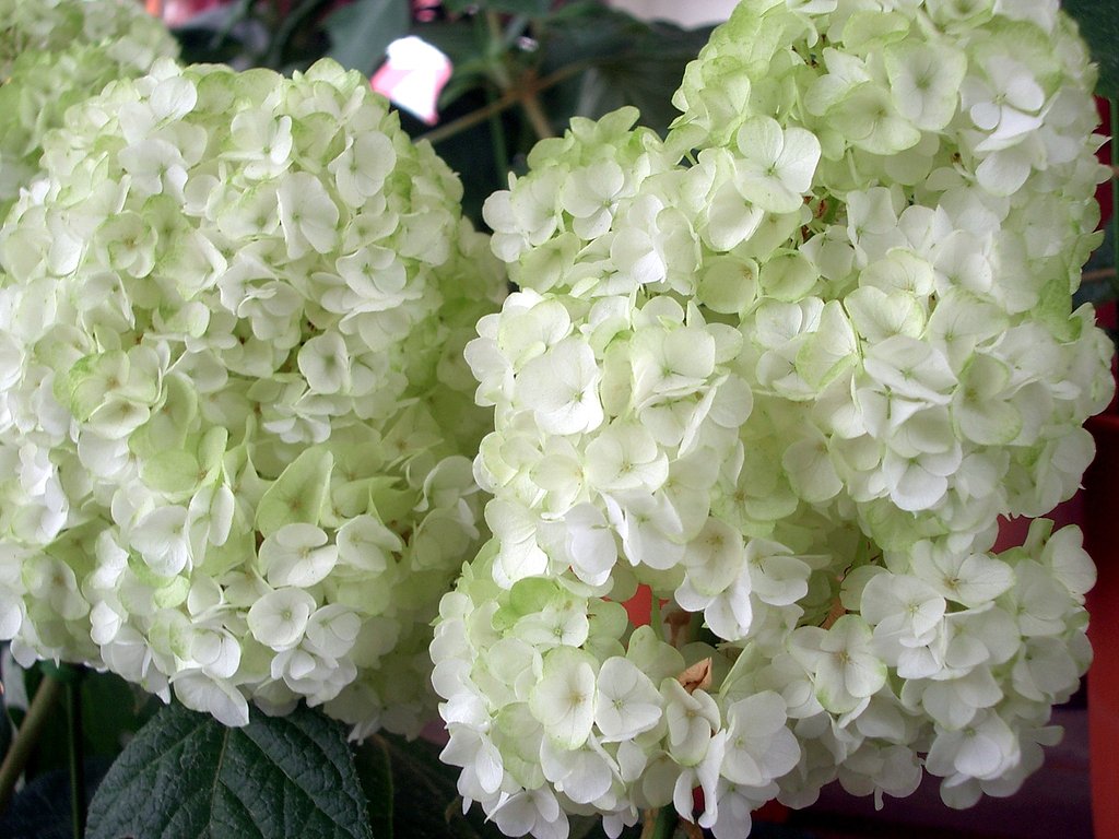 売り場の花-11