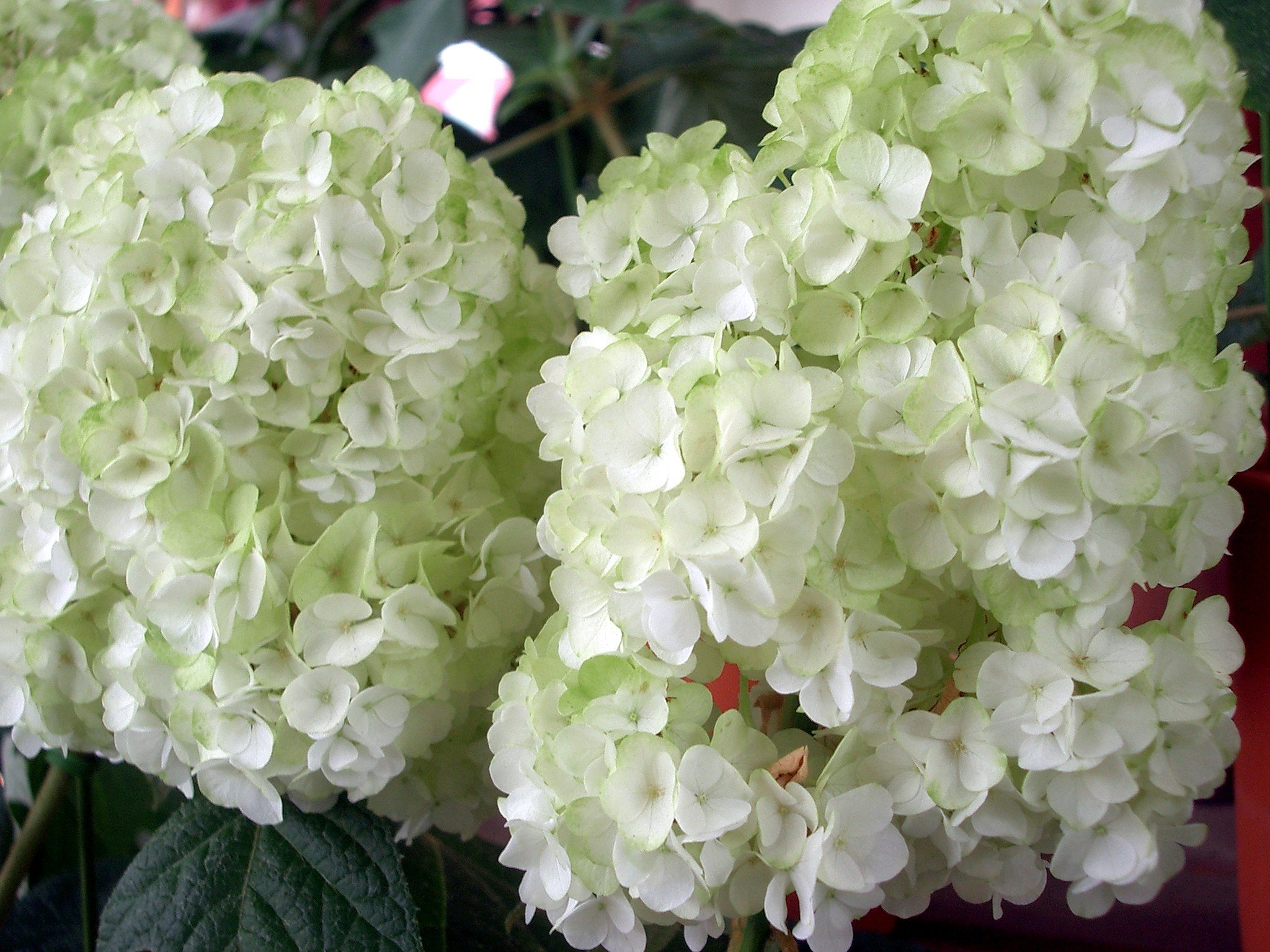売り場の花-11