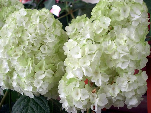売り場の花-11