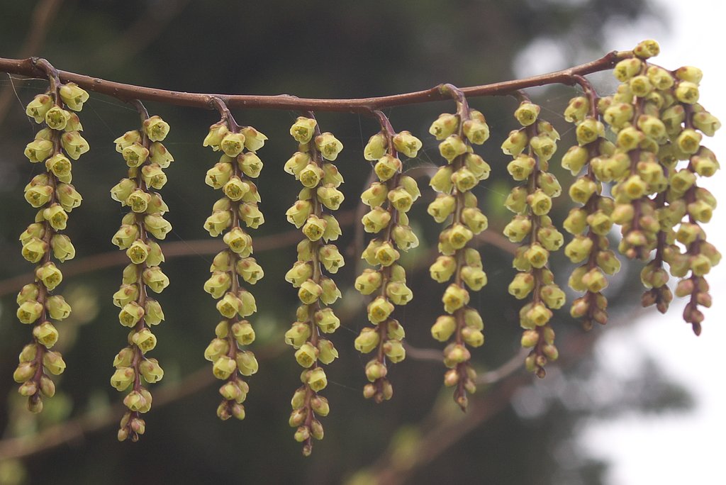 面白い形をしたキブシの花