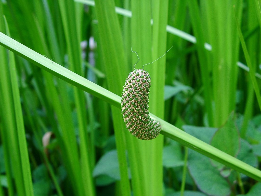 珍しいショウブ(サトイモ科)の花