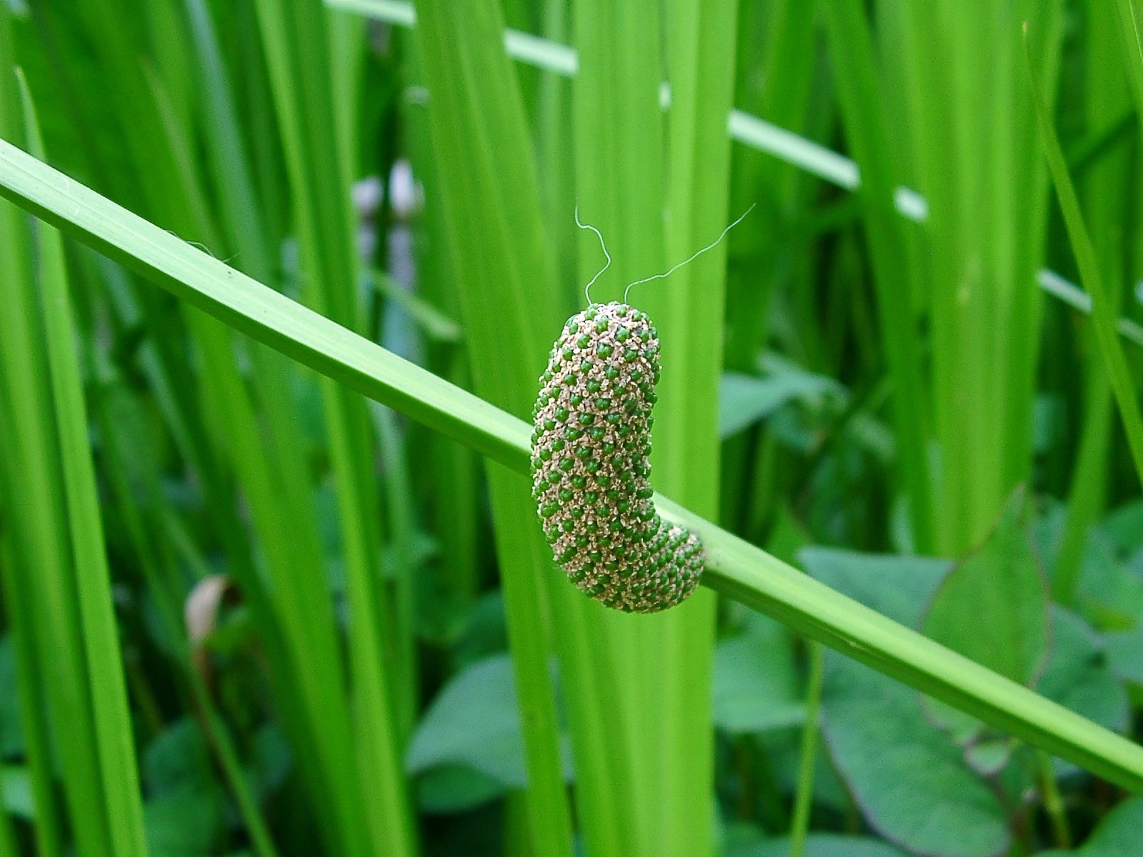 珍しいショウブ(サトイモ科)の花