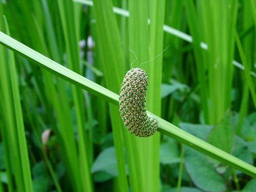 珍しいショウブ(サトイモ科)の花