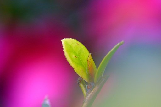 新芽？
