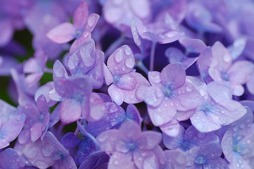 雨上がりのアジサイ
