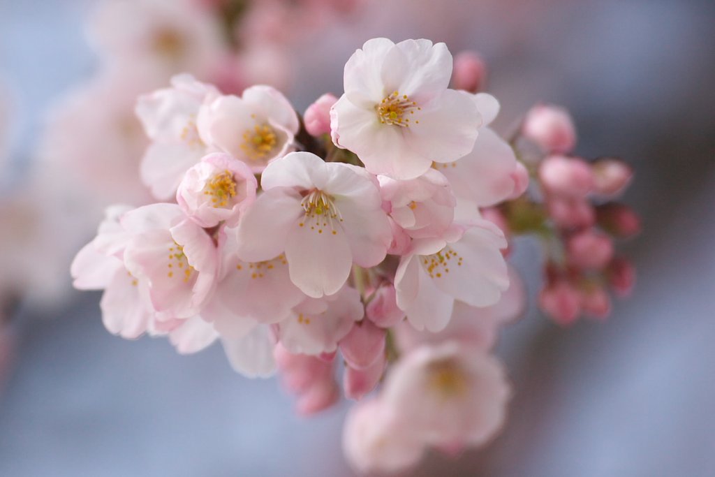 桜前線北上中