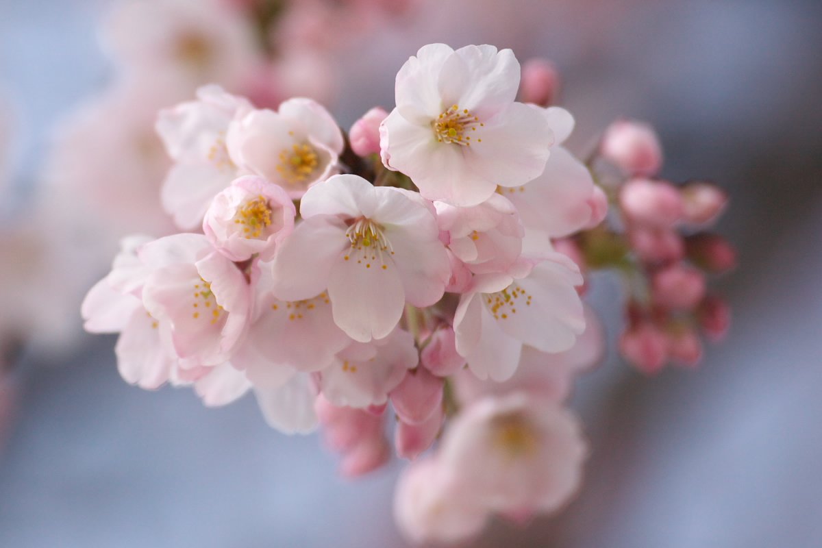 桜前線北上中