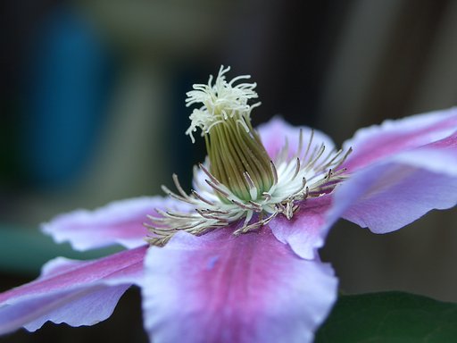 庭の花⑫