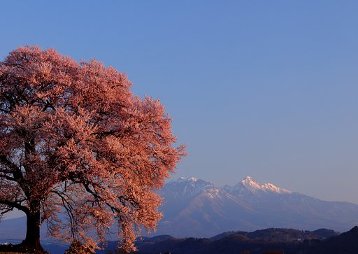 朝日に映える