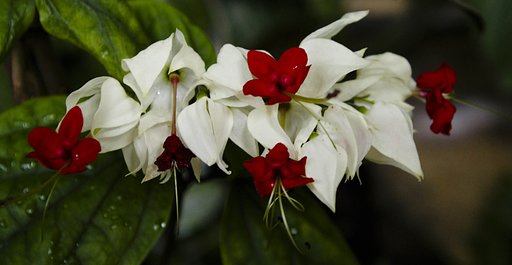 flower 2