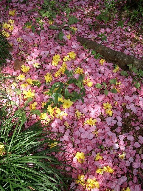 〜花落知多少〜