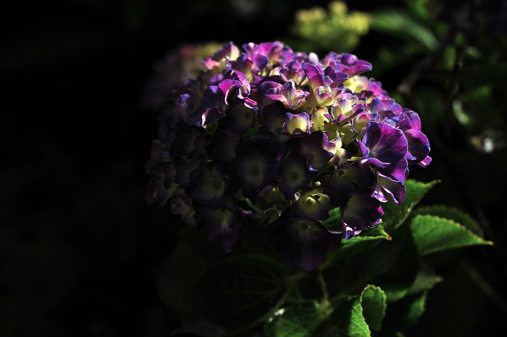 雨上がりの紫陽花