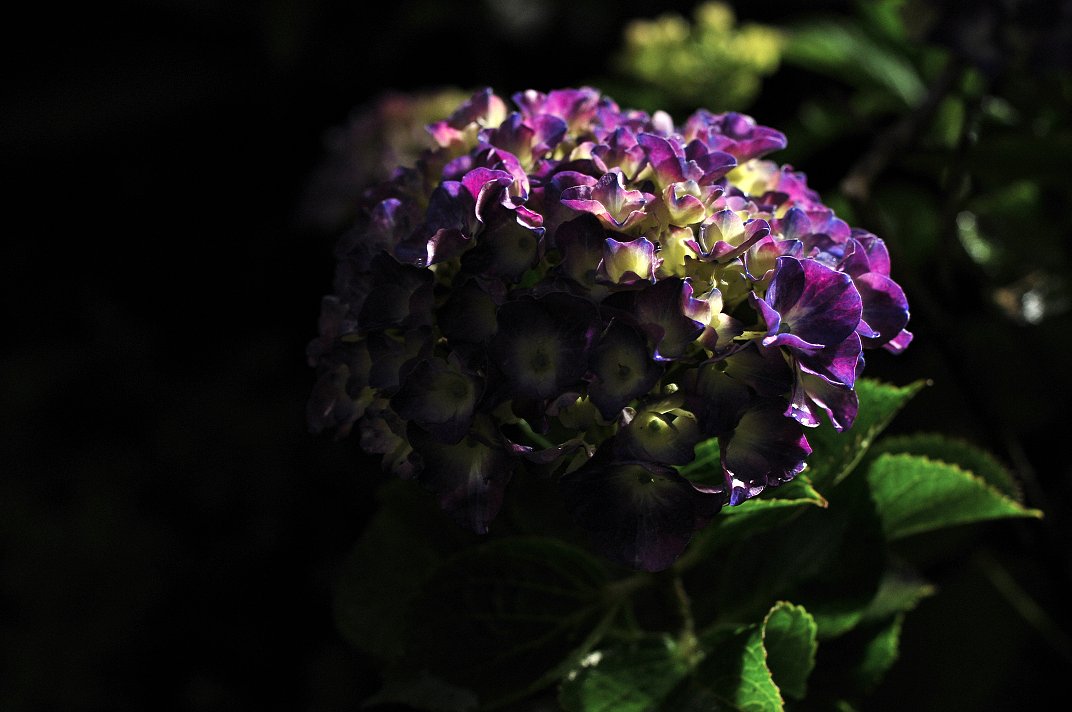雨上がりの紫陽花