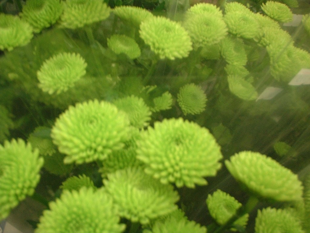 【緑】綺麗なみどり＾
