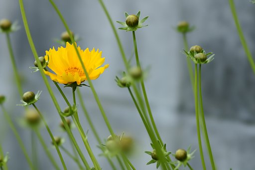 135mm F2.8 [T4.5] STF SAL135F28