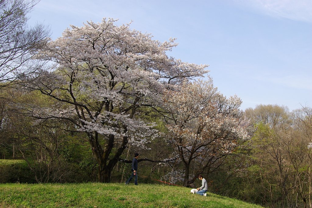 裏山の大ザクラ