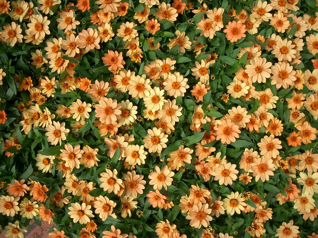 〜圧倒される、花・はな・ハナ〜